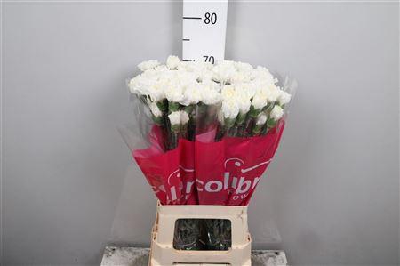 Di St Moonlight White