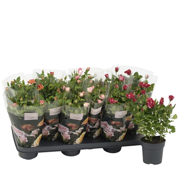 <h4>Nolina Special Roses Ø 10,5 cm. Mix</h4>