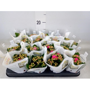 Kalanchoe blos. 'RosDon Nando'