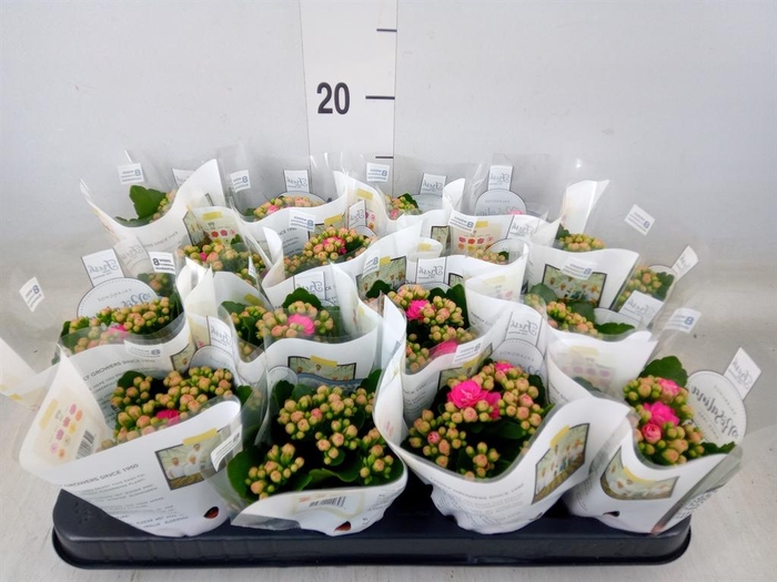 <h4>Kalanchoe blos. 'RosDon Nando'</h4>