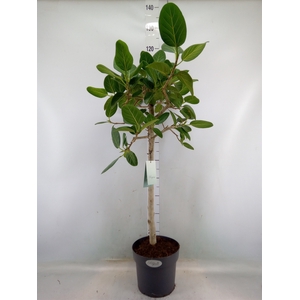 Ficus benghalensis 'Audrey'