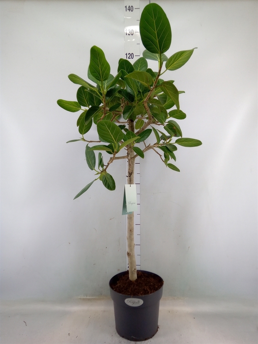 <h4>Ficus benghalensis 'Audrey'</h4>