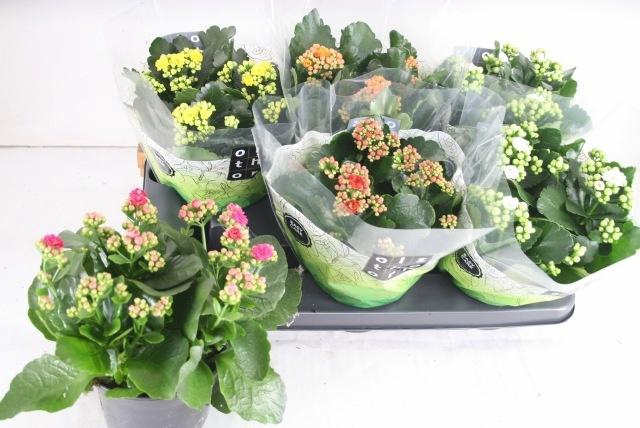 <h4>KAL GE GEM 5 KL</h4>