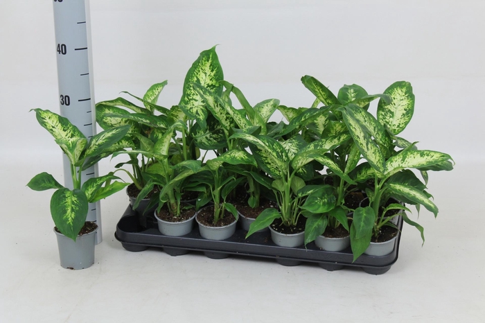 <h4>DIEFF COMPACTA</h4>