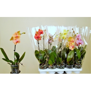 PHAL GEM 8 KL