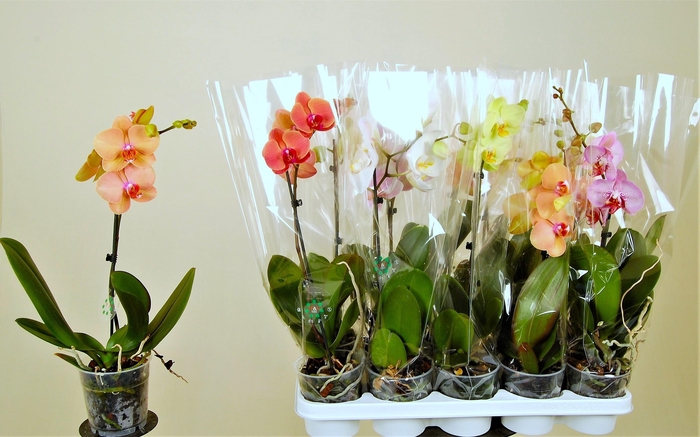 <h4>PHAL GEM 8 KL</h4>