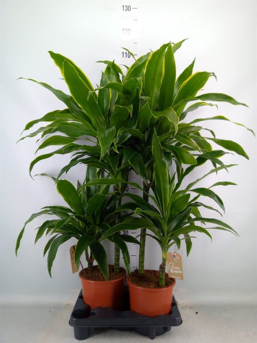 <h4>Dracaena fr de 'Art'</h4>