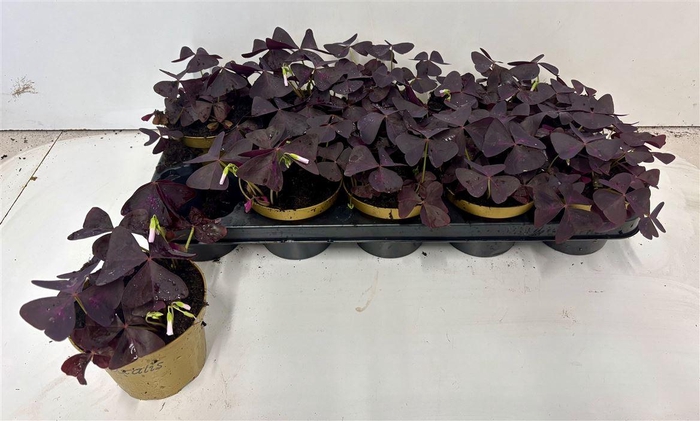 <h4>Oxalis Triangularis</h4>