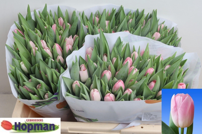 <h4>TU EN DYNASTY</h4>