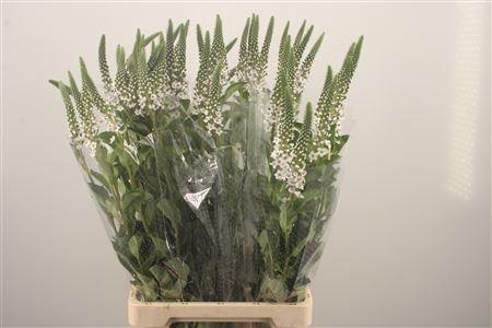 <h4>Lysimachia Clethroides</h4>