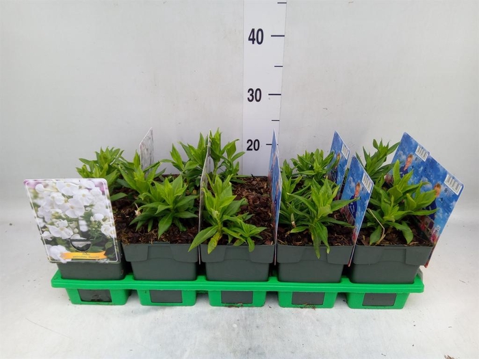 <h4>Phlox   ...</h4>