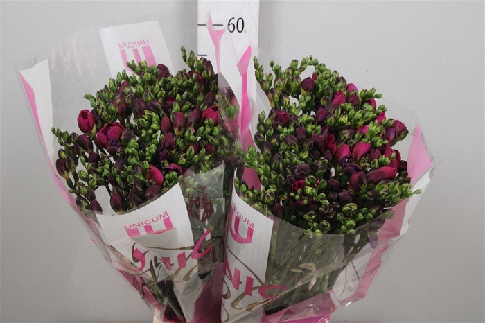 <h4>Fr Du Purple King</h4>