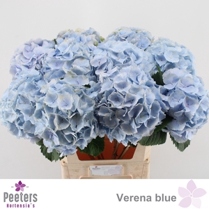 HYDR M CH VERENA BL