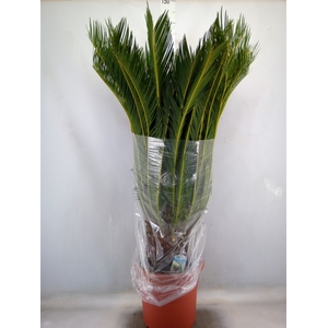 Cycas revoluta