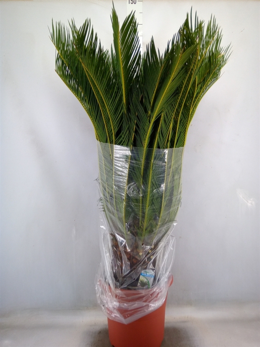 <h4>Cycas revoluta</h4>