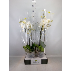 Phalaenopsis   ...white