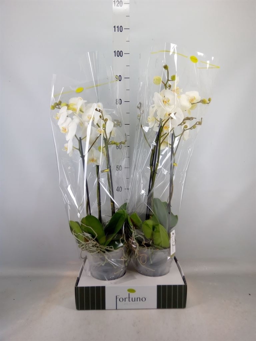 <h4>Phalaenopsis   ...white</h4>