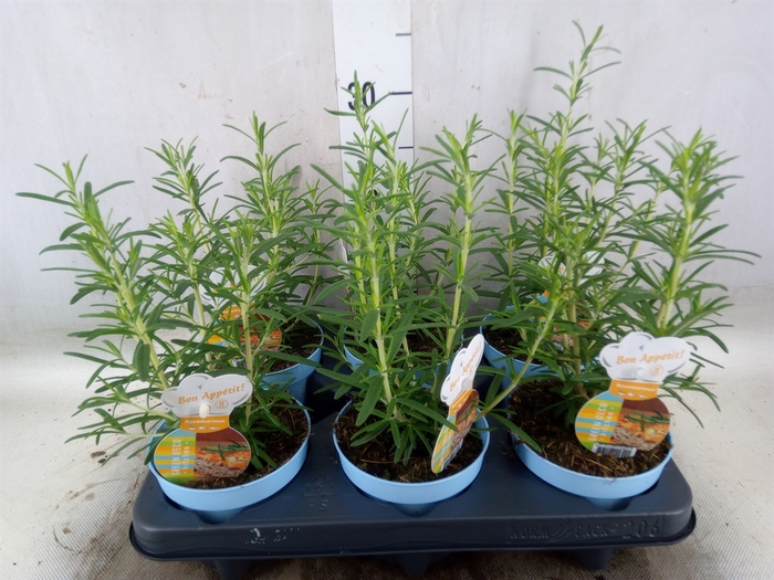 <h4>Rosmarinus officinalis   ...</h4>