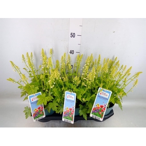 Heucherella  'Pink Revolution'