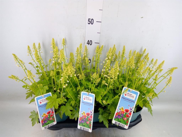 <h4>Heucherella  'Pink Revolution'</h4>