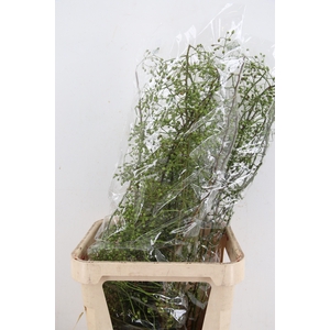 ROSA CORALLO GREEN 100CM