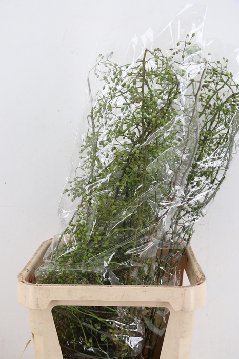 <h4>ROSA CORALLO GREEN 100CM</h4>