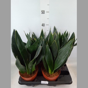 Sansevieria trifa.   ...