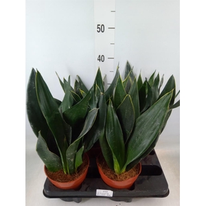 Sansevieria trifa.   ...