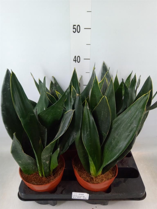 <h4>Sansevieria trifa.   ...</h4>