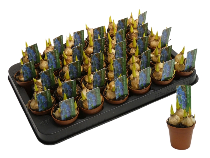 <h4>MUSCARI BLUE MAGIC P5</h4>