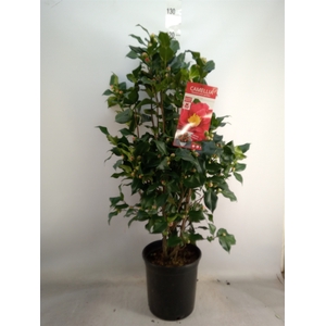 Camellia japonica 'Dr King'