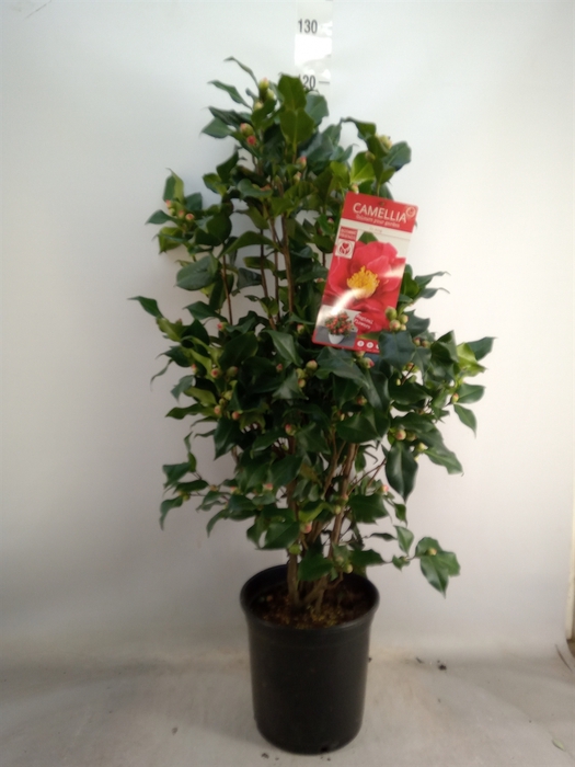 <h4>Camellia japonica 'Dr King'</h4>