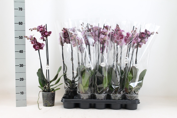 <h4>PHAL AN MONTPELLIER</h4>