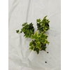 HEDERA HELIX