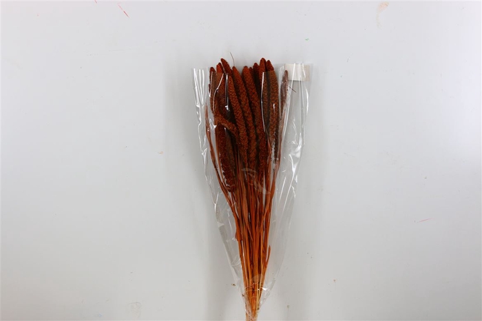<h4>Dried Setaria Italica Brown Bunch</h4>