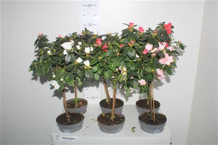 <h4>Rhodo Ov Stam</h4>