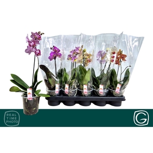 PHAL MF GEM 4 KL