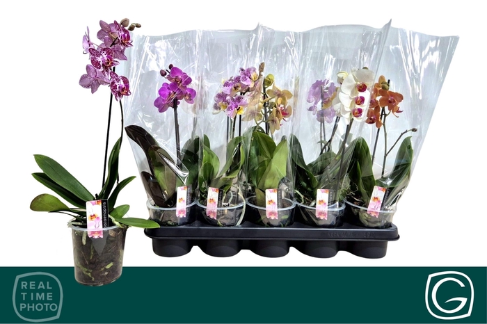 <h4>PHAL MF GEM 4 KL</h4>