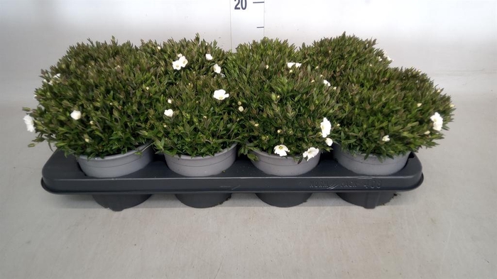 <h4>Arenaria montana</h4>