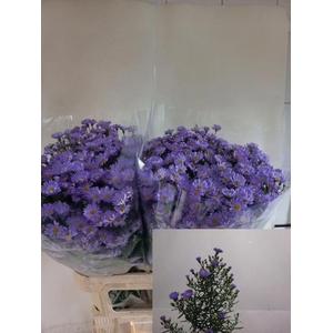 ASTER UNIV. 'CASSANDRA'