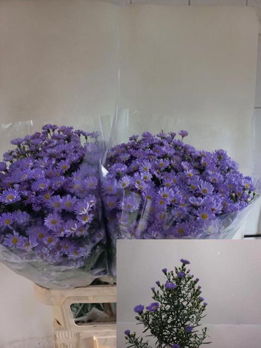 <h4>ASTER UNIV. 'CASSANDRA'</h4>