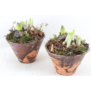 arr4 Bollenmix MB - Harspotje taps x4