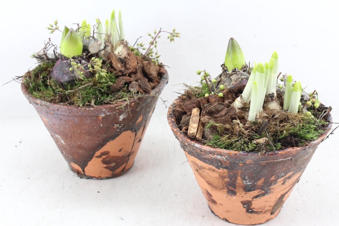 <h4>arr4 Bollenmix MB - Harspotje taps x4</h4>