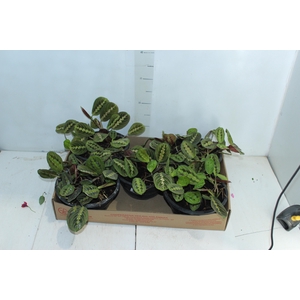 MARANTA LEUCONEURA FASCINATOR TRICOLOUR C21