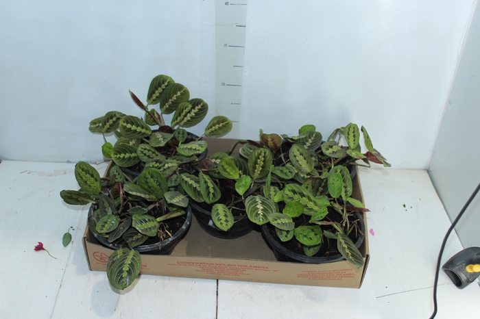 <h4>MARANTA LEUCONEURA FASCINATOR TRICOLOUR C21</h4>
