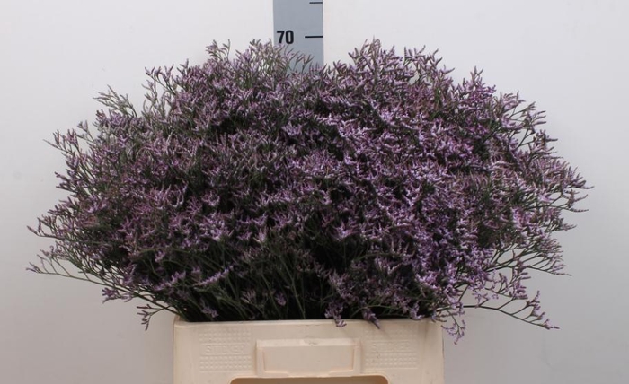 <h4>LIM SAF LILAC</h4>