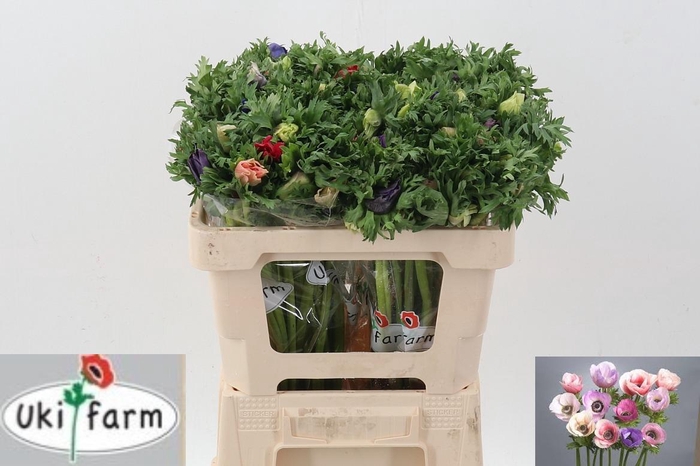 <h4>Anem Gall Pastel Gemengd</h4>