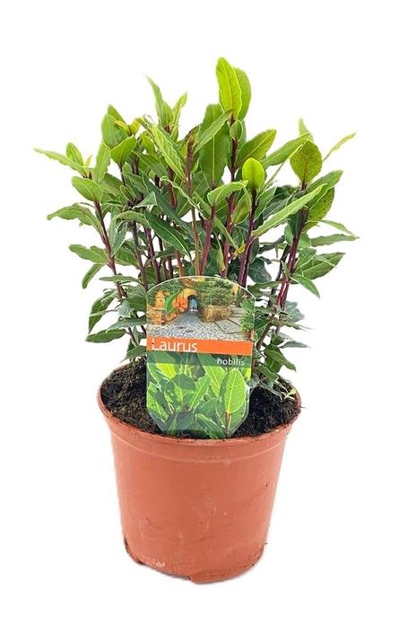 <h4>Laurus nobilis</h4>