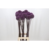 Allium Summer Drummer