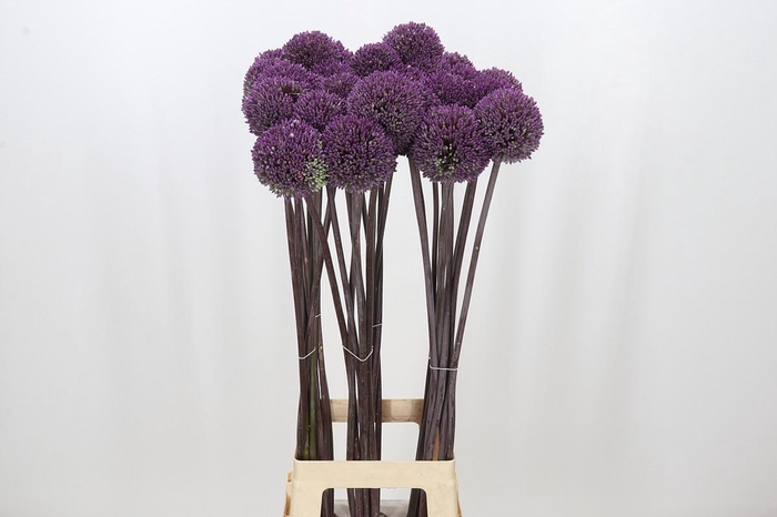 <h4>Allium Summer Drummer</h4>